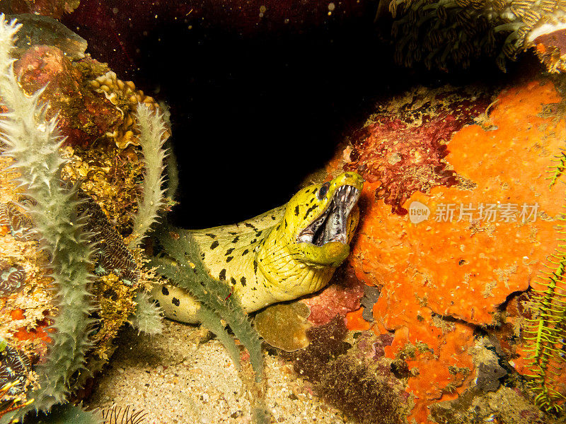 波状海鳗，Gymnothorax波状海鳗，在菲律宾的一个Puerto Galera热带珊瑚礁。这些珊瑚礁具有突出的生物多样性，并且位于珊瑚三角的中心